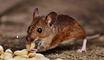 24 Hour & Emergency Exterminators in Oceanville, NJ